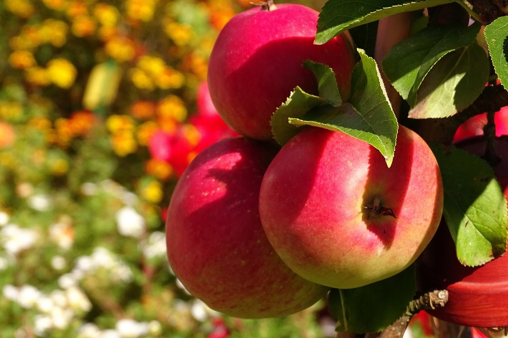 Jabłoń IDARED soczysta DESEROWA łatwa- DONICZKA