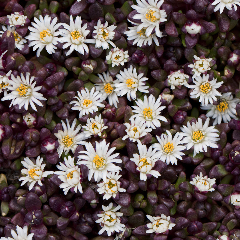 Delosperma SANI PASS czerwone liście