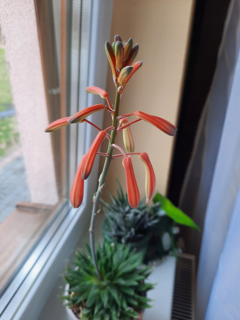 Aloes ościsty aloe aristata niski sukulent małowymagający lubi słońce