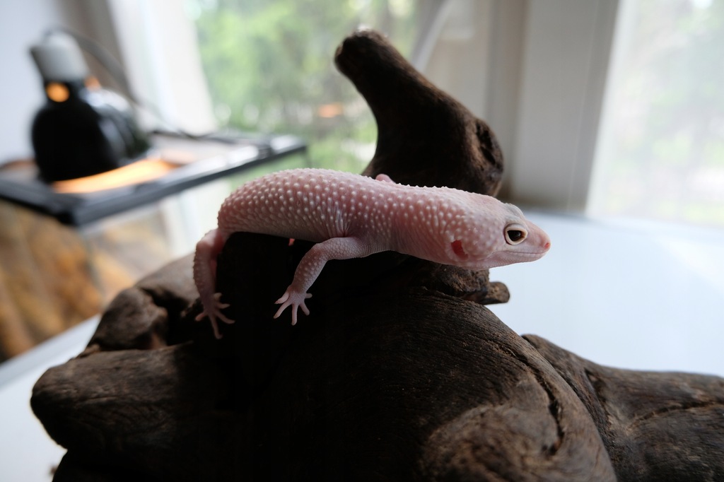 Купить Leopard Gecko — Ящерица для начинающих: отзывы, фото, характеристики в интерне-магазине Aredi.ru