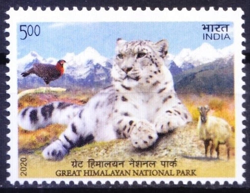 Indie ** - dzikie koty