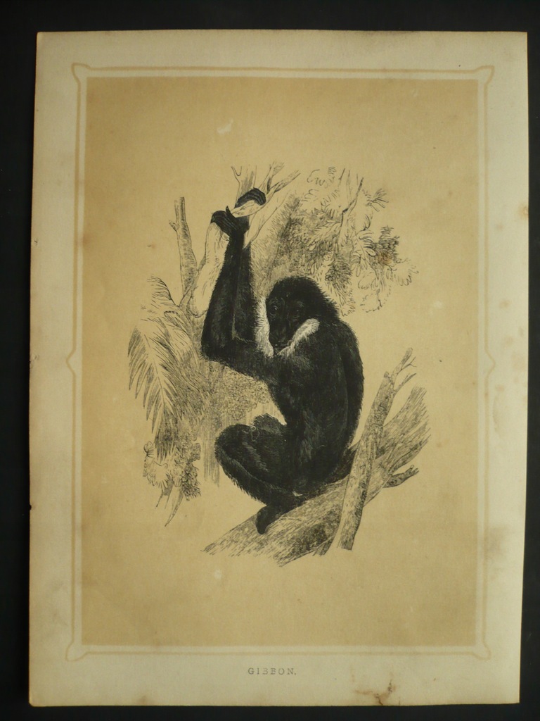 gibbon, oryg. 1852 + akwarela