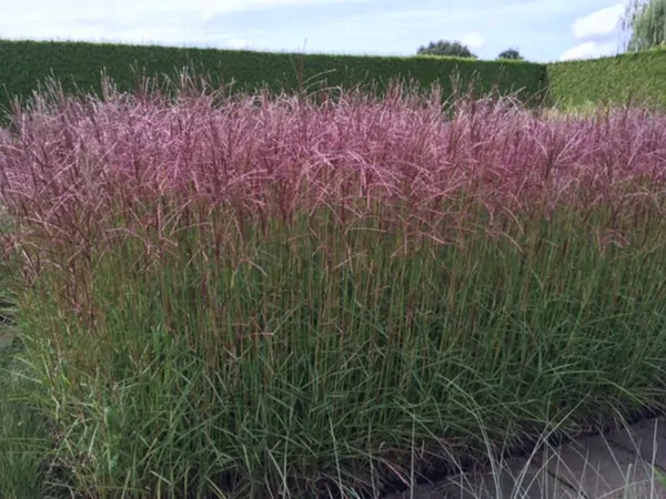 MISKANT CHIŃSKI FERNER OSTEN | MISCANTHUS SINENSIS