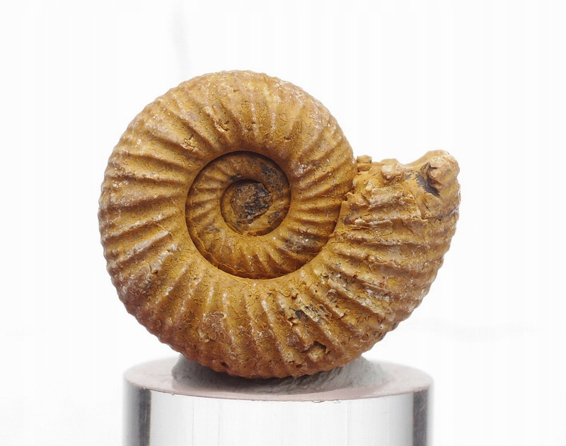 AMONIT jurajski Perisphinctes MADAGASKAR /bn867