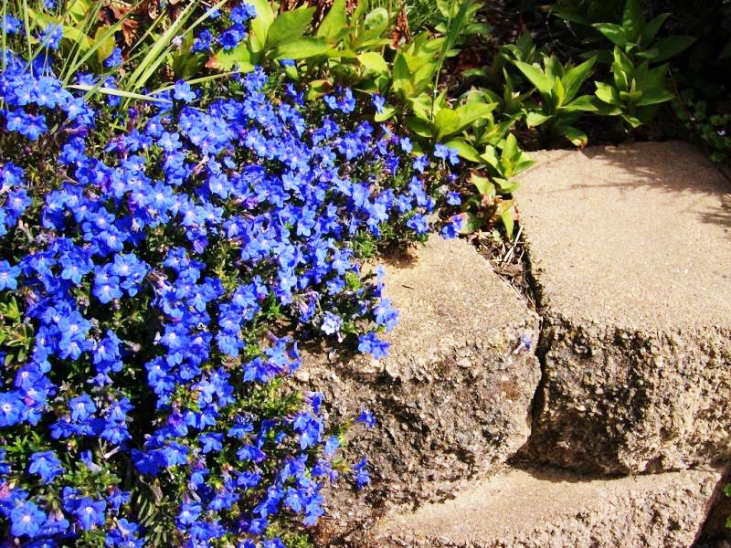 Купить ВОЗВРАЩЕНИЕ РАСПРОСТРАНЯЮЩЕЙСЯ GRACE WARD~ LITHODORA-SEEDINGMENT: отзывы, фото, характеристики в интерне-магазине Aredi.ru