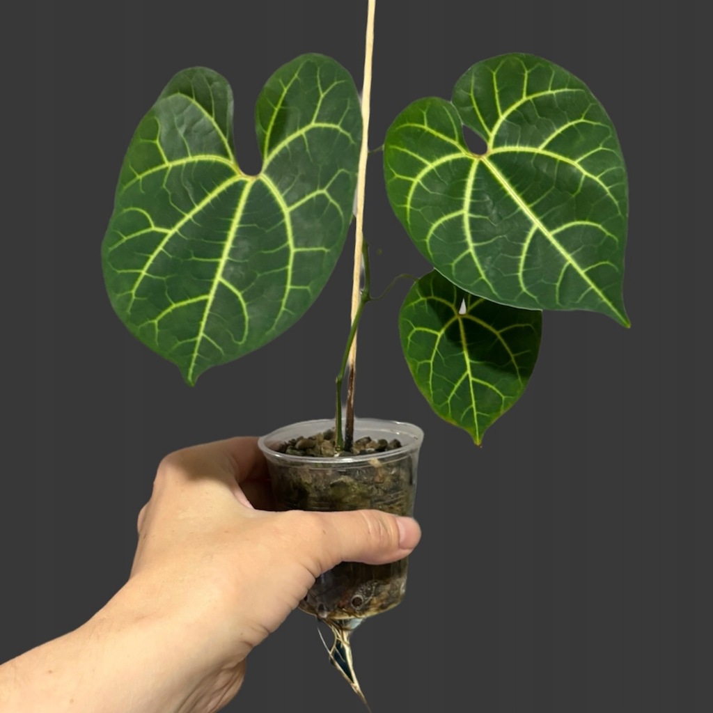Aristolochia leuconeura (hydroponika)