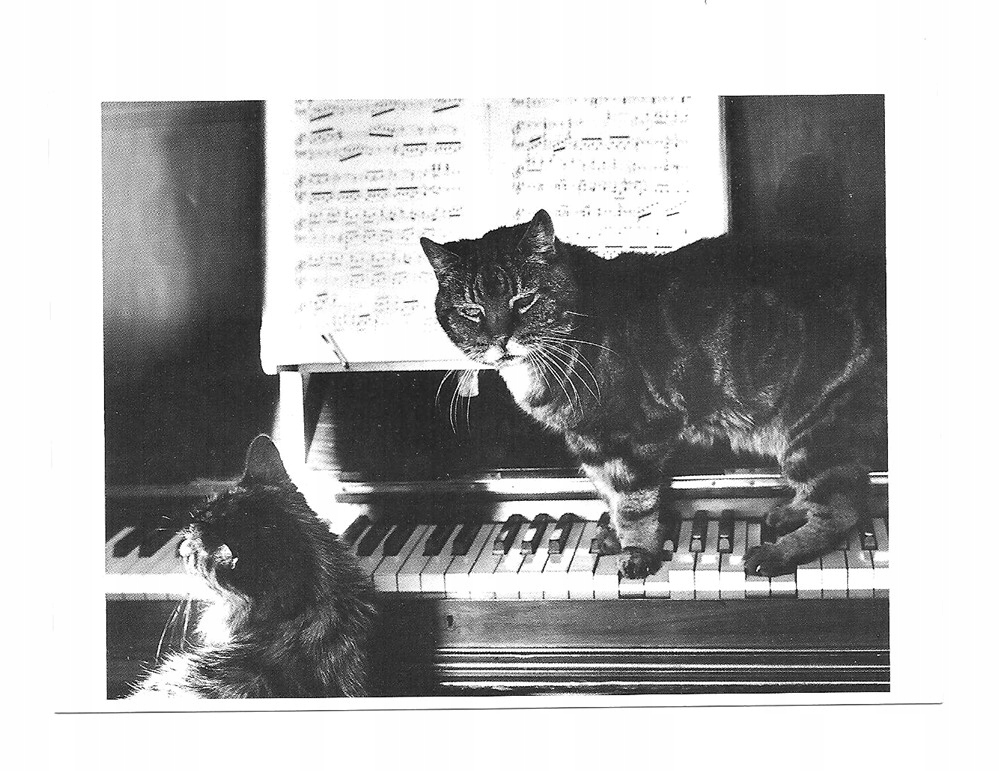 Pocztówka - Piano cats / Dwa fortepianowe koty ...
