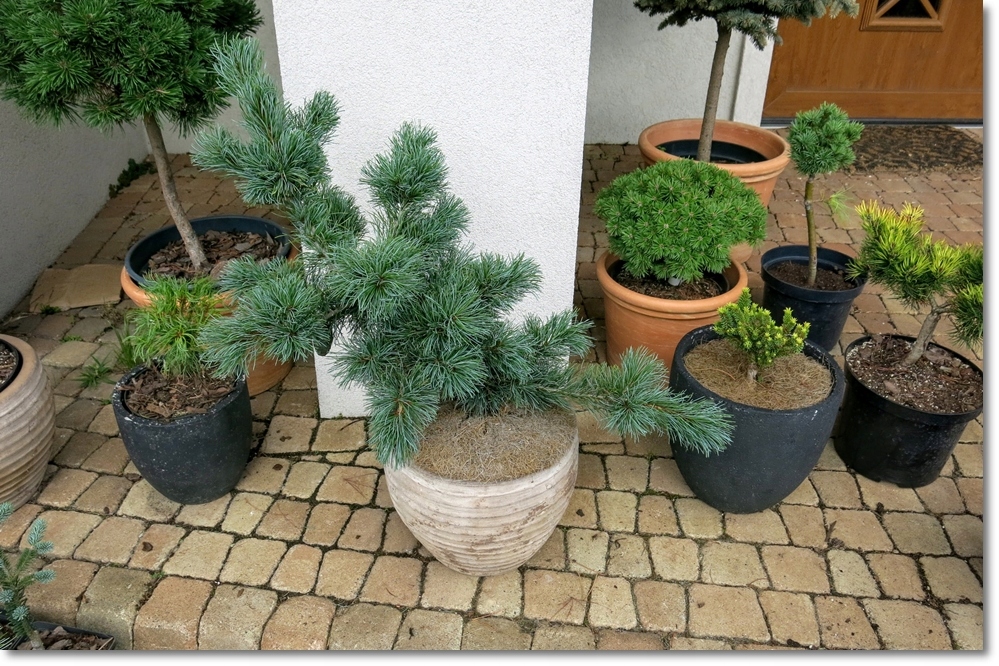 Pinus parviflora 'Fukuzumi' - !!! !!! !!!