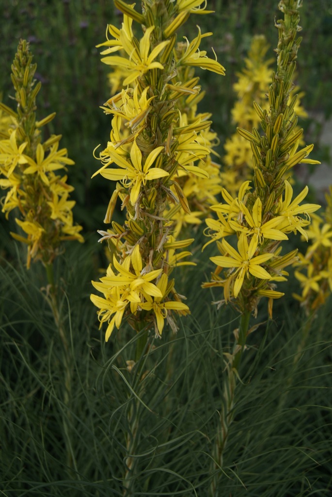 Złotnica żółta Asphodeline lutea