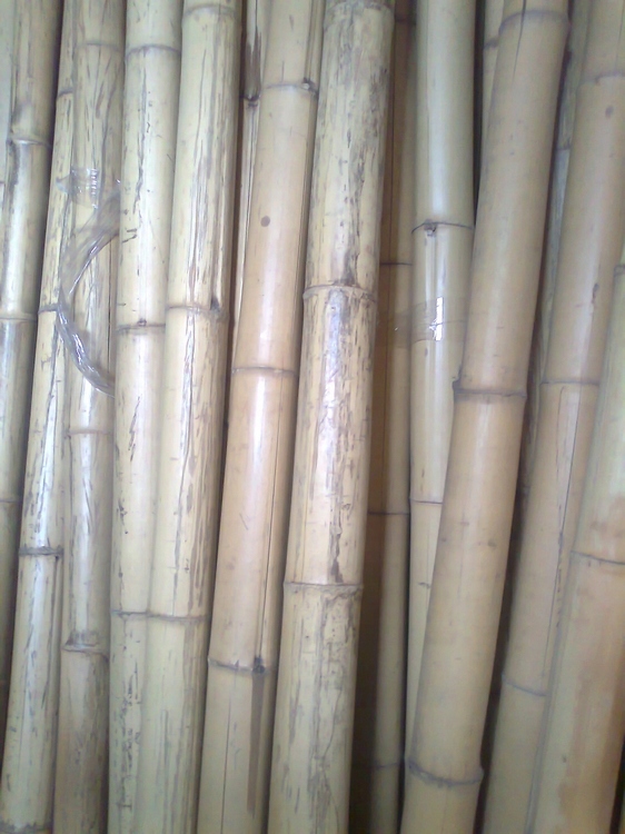 bambus dekoracyjny fi 4,5-6cm, 1,48m rura