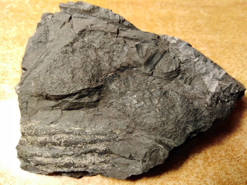 Skamieniałe szyszki z karbonu - Lepidodendron