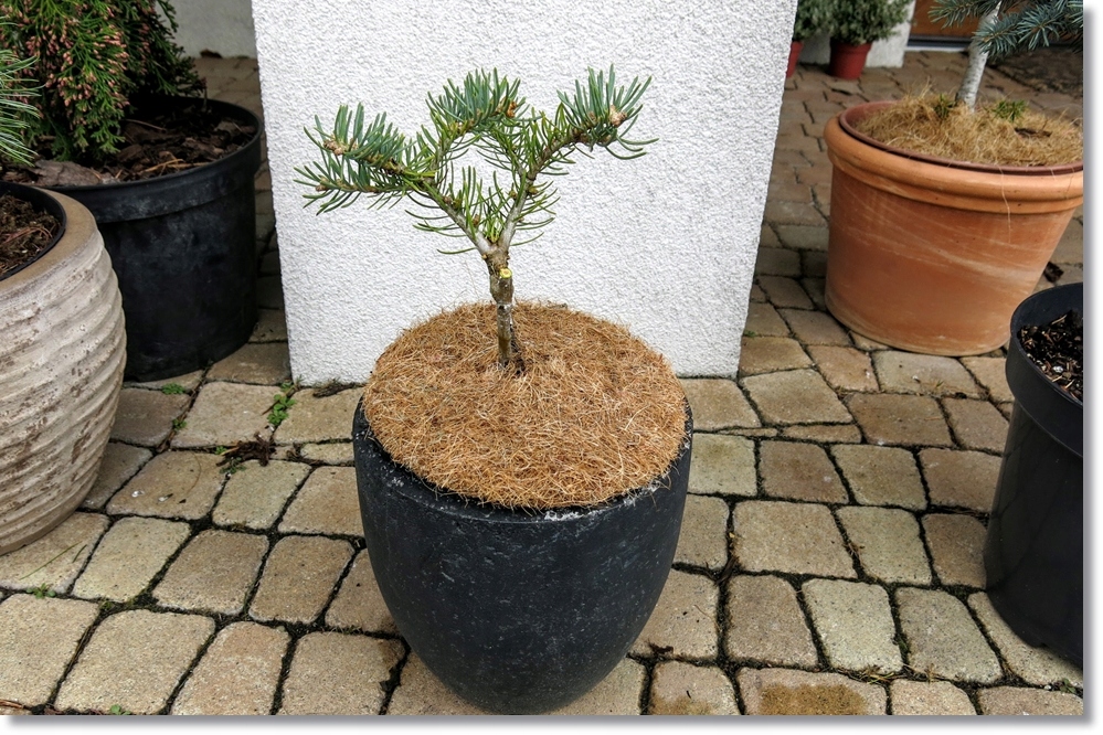 Abies concolor Tubby - !!!!!!!!!!!