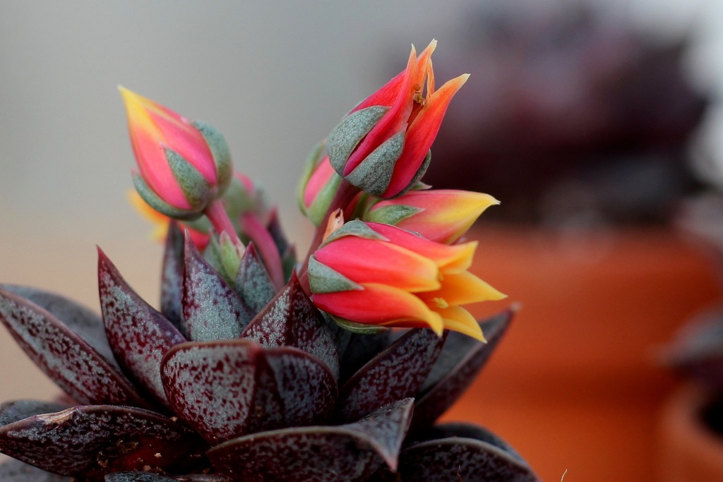 Купить Echeveria purpusorum … фиолетовая розетка: отзывы, фото, характеристики в интерне-магазине Aredi.ru