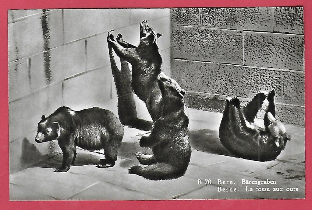 Niedzwiedz niedzwiadki misie zoo stara pocztówka