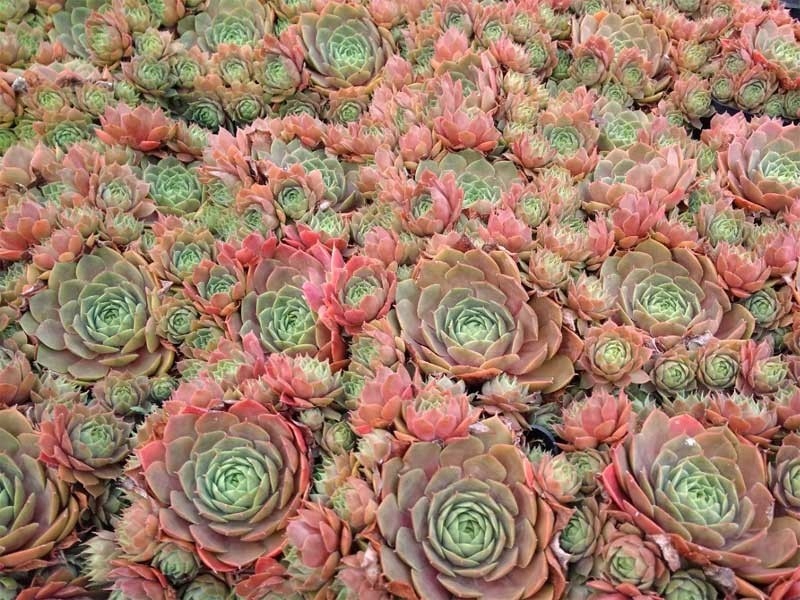 rojnik ogrodowy Palisander - sempervivum