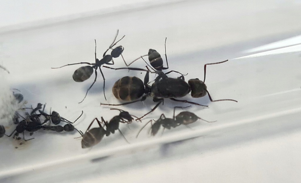 Camponotus dolendus Q+1-4 w. Mrówki do Formikarium