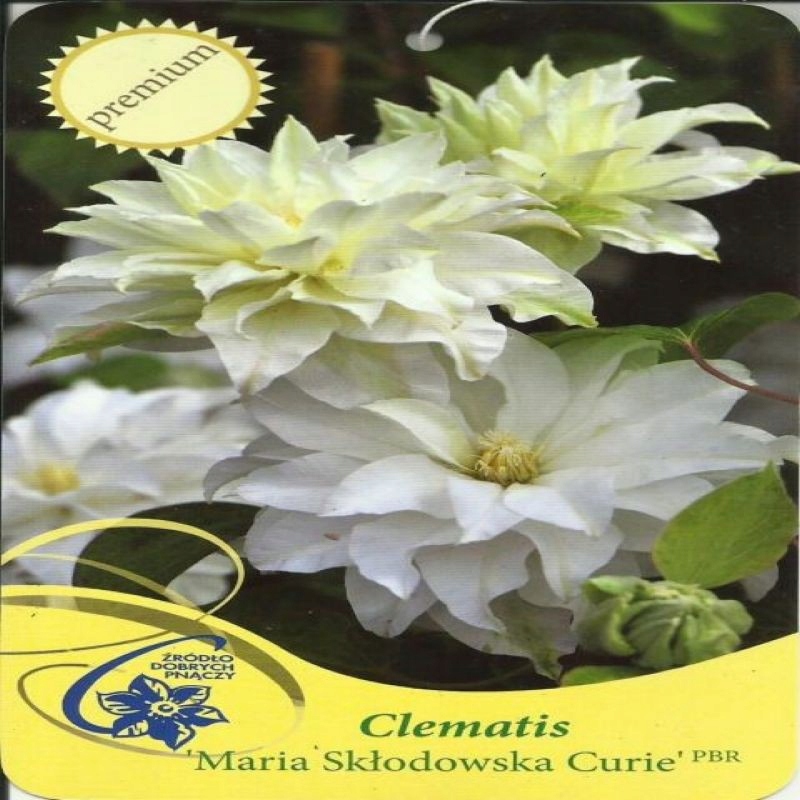 Clematis "Maria Skłodowska Curie" Powojn