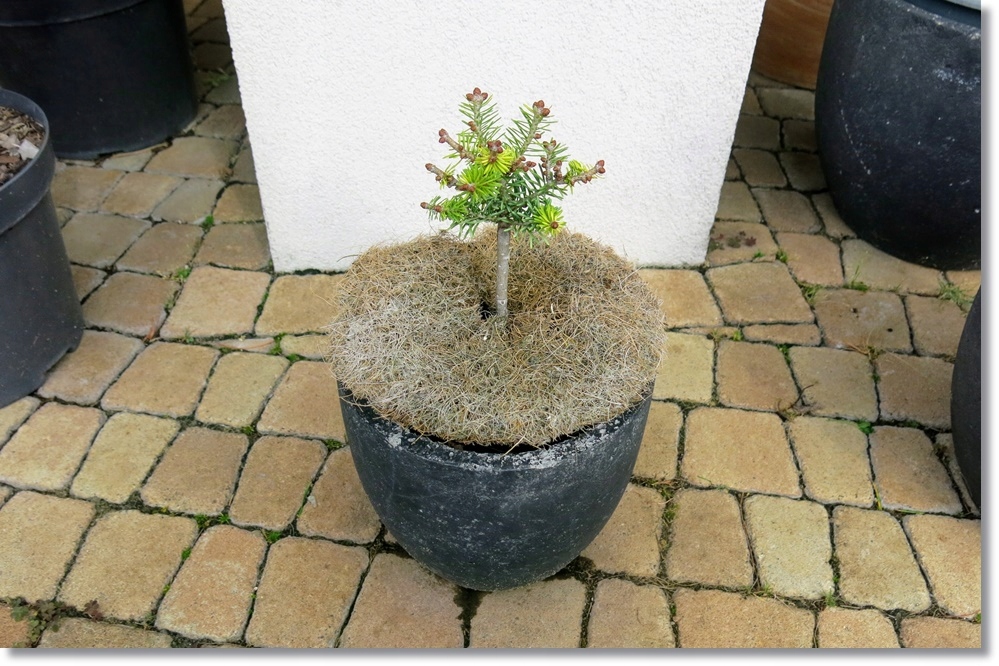 Abies balsamea 'Filip's Lucky Broom' - !!!