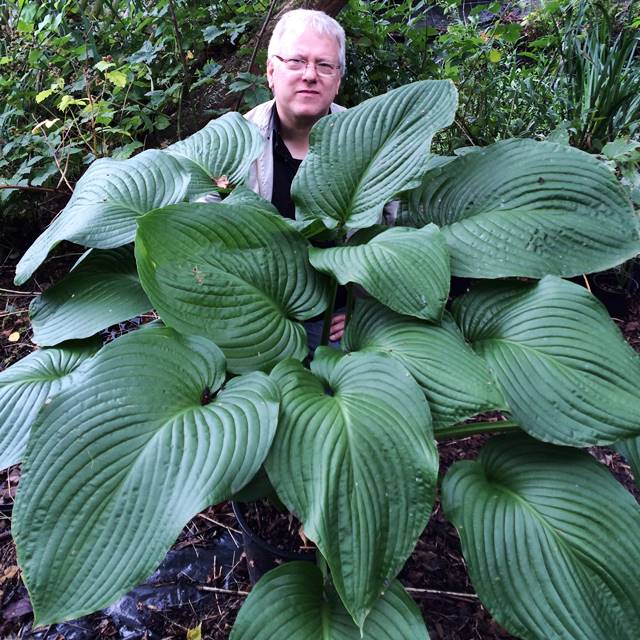 Hosta Funkia sadzonka T-Rex 1 szt. - Olbrzymia -