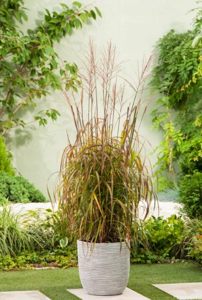 Miskant Chiński Navajo Miscanthus BARDZO ATRAKCYJNA ODMIANA Sadzonki 1,2L