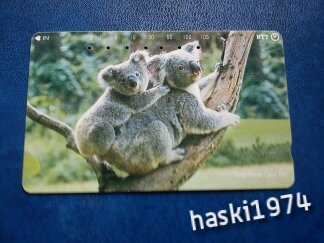 japonia   ‹ Koalas in Tree