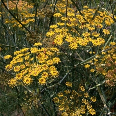 Foeniculum vulgare 'Rubrum' (Brązowy koper)