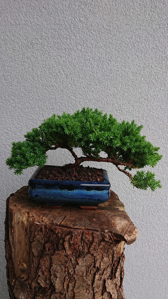 Drzewko Bonsai Junipers Chinensis