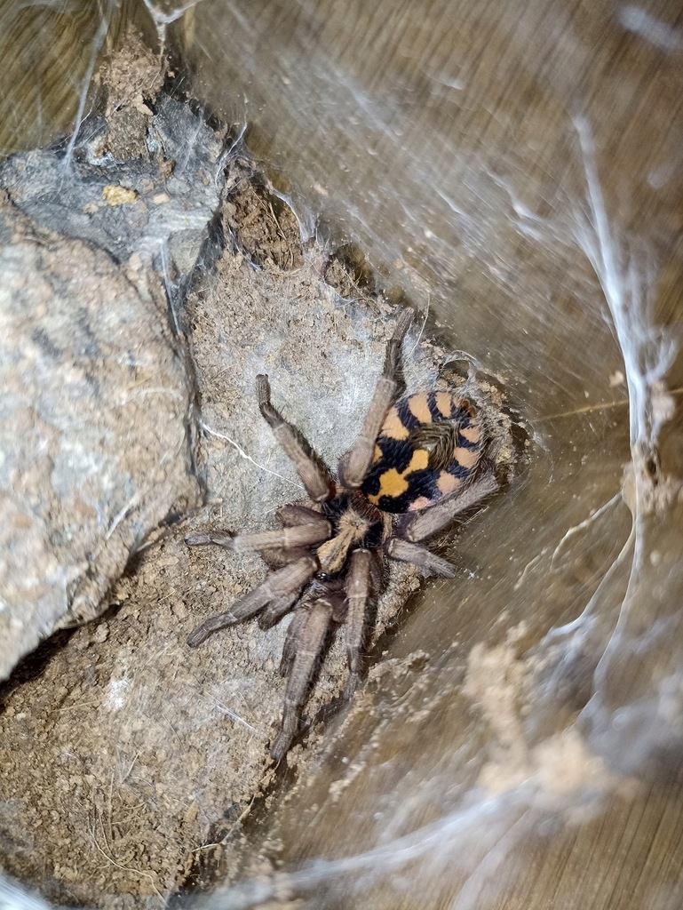 Hapalopus sp. columbia gross SAMICA