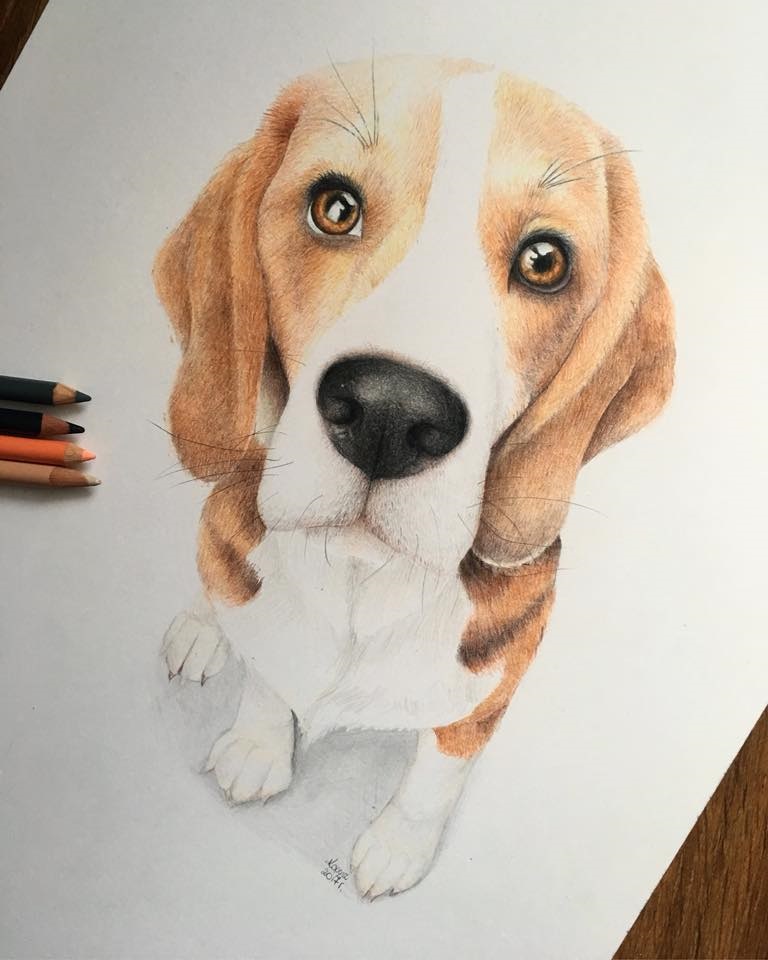 Rysunek Pies Beagle 30x42cm