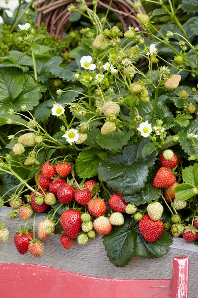 Truskawka pnąca o powtarzającym się kwitnieniu - zwisająca p12