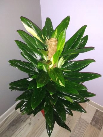 Filodendron Cobra Monstera Standleyana Variegata 8442734021 Oficjalne Archiwum Allegro