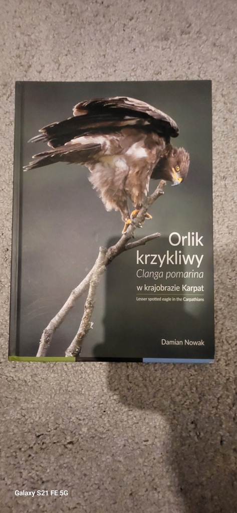 Orlik krzykliwy Clanga pomarina w krajobrazie Karpat Damian Nowak