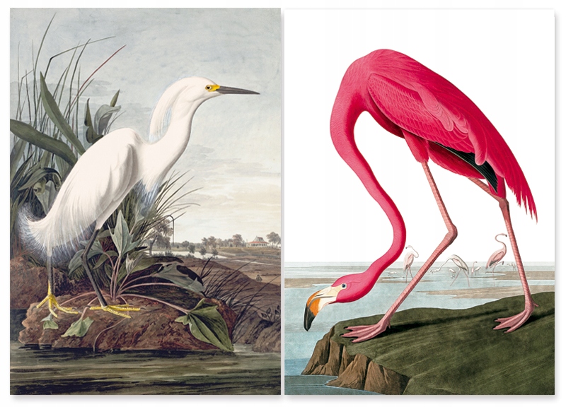 Zestaw plakatów flaming ptaki vintage 40x50 cm