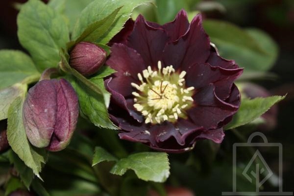 Ciemiernik Double Ellen Purple purpurowo-czarny! - 9818477436 ...