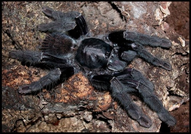 P. arboricola (ex. Lampropelma Borneo Black) L2/3