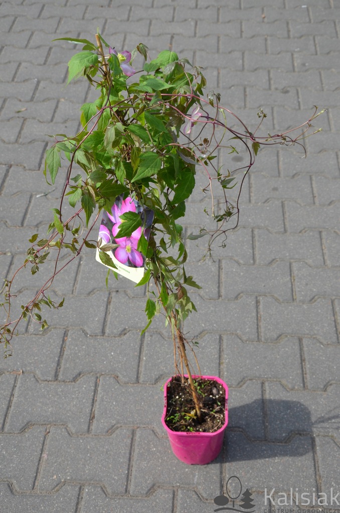 Clematis montana 'Freda' Powojnik górski 70-90 cm 2L