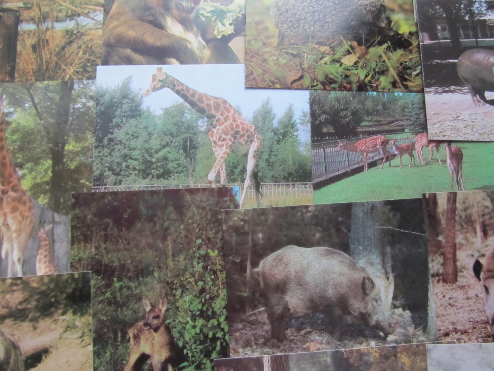 Купить Набор ЖИВОТНЫЕ из 56 открыток КОФЕ, ДВИЖЕНИЕ, РАЗНОЕ: отзывы, фото, характеристики в интерне-магазине Aredi.ru