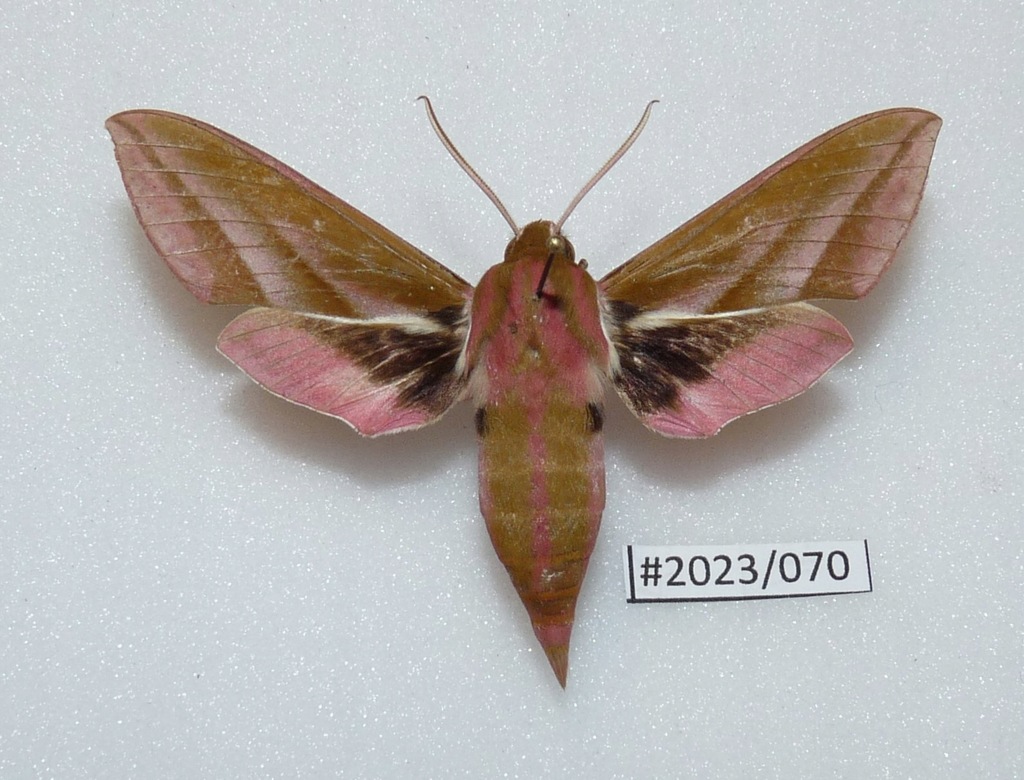 Motyl Deilephila elpenor 65mm.