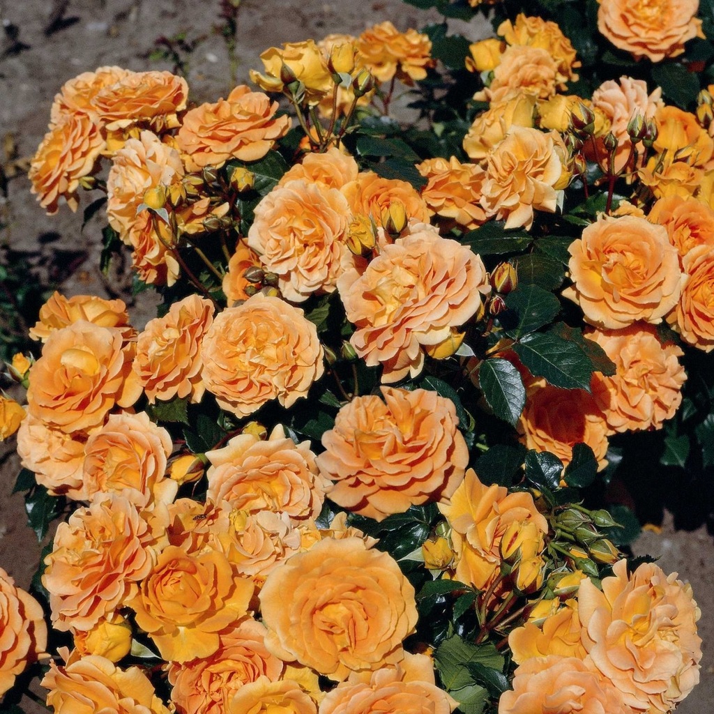 Роза флорибунда Goldelse (Голдэльзе)