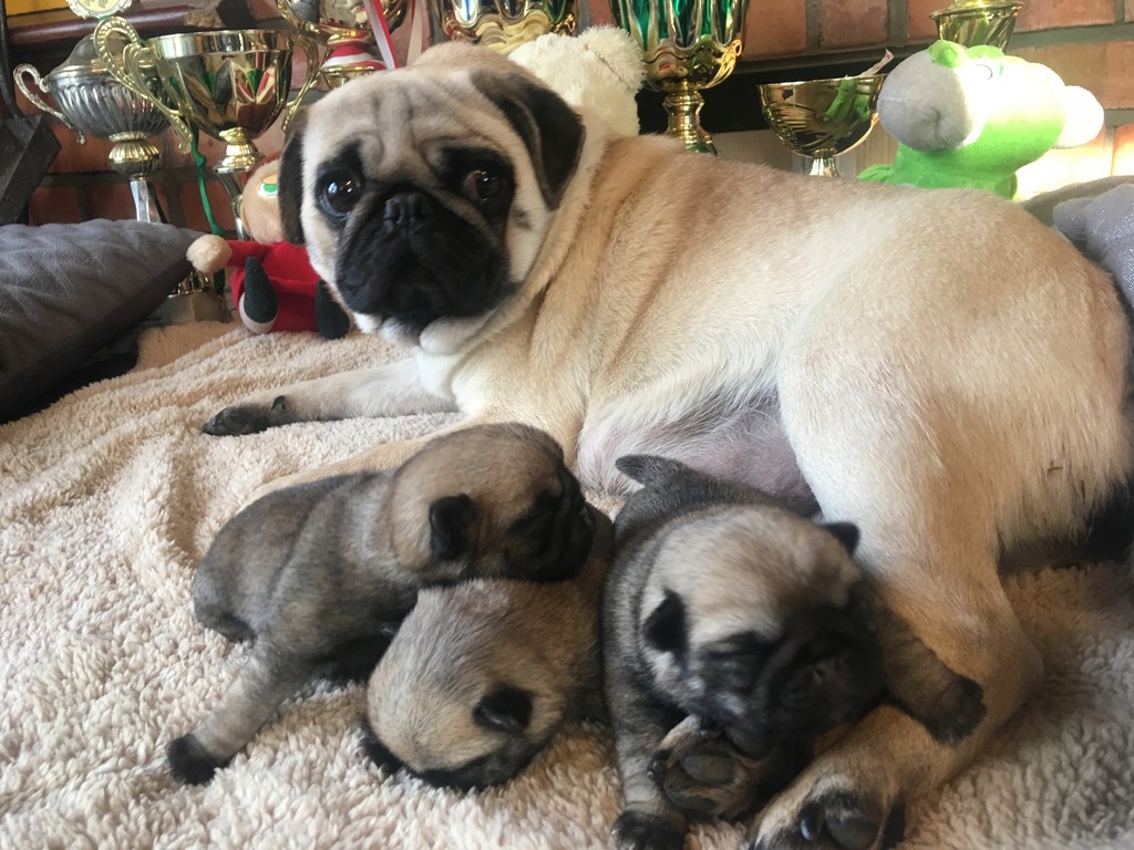 MOPS PO WYBITNYCH CHAMP. SUPER RODOW. FCI WARSZAWA 7893183015