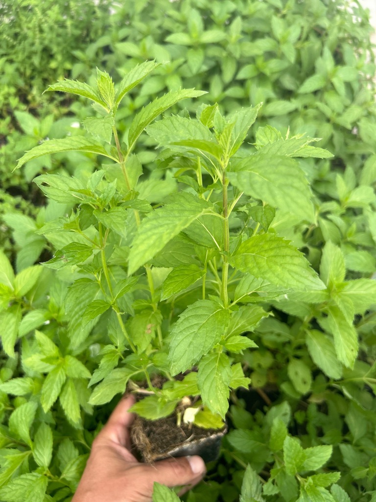 Mięta szwajcarska sadzonka w doniczce Mentha