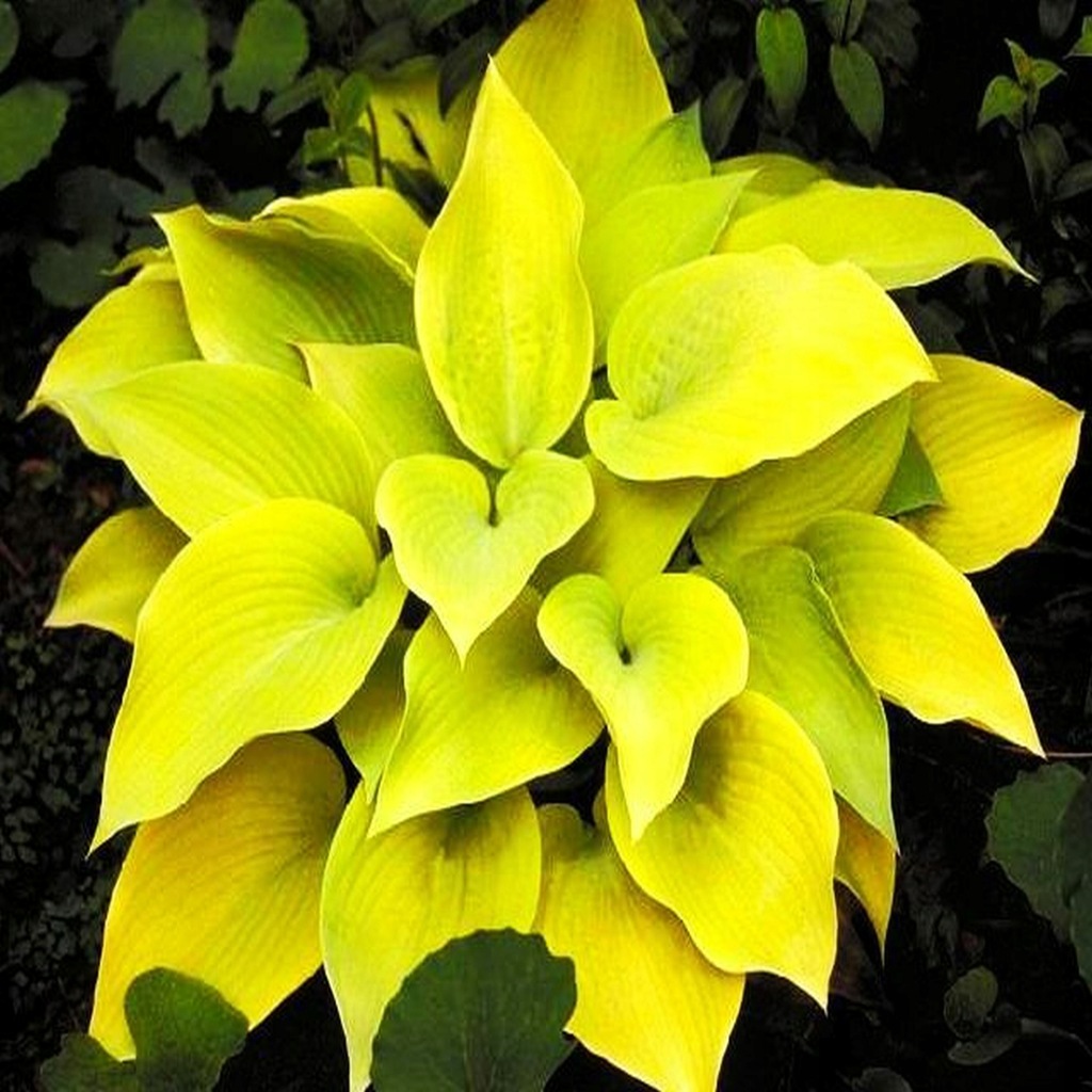 Hosta Funkia Żółta August Moon 1 szt Hosty sadzonka sadzonki Funkie host
