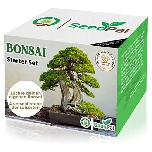 Starter drzewko Bonsai do samodzielnego wysiania