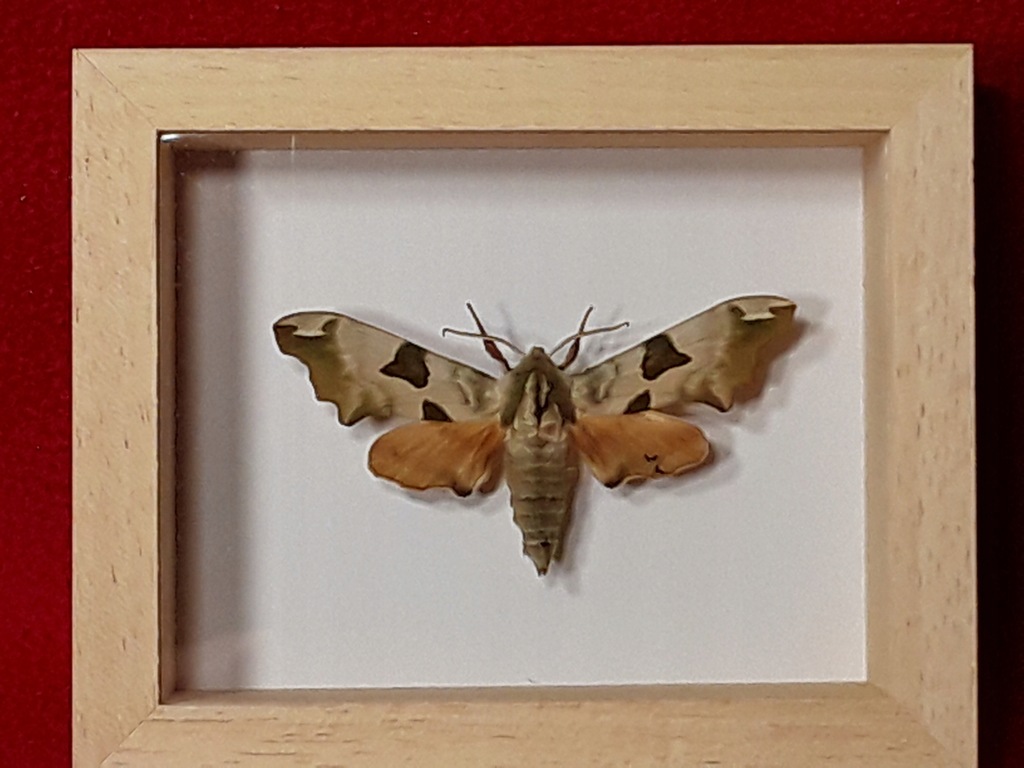 Motyl w ramce 10 x 8 cm . Mimas tiliae - 60 mm .