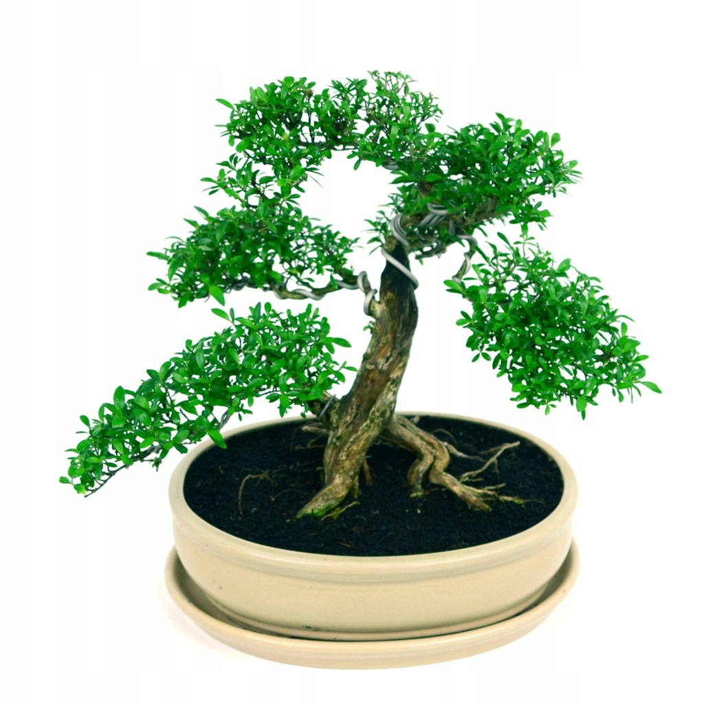 Serissa bonsai domowy 7564942852 oficjalne archiwum Allegro