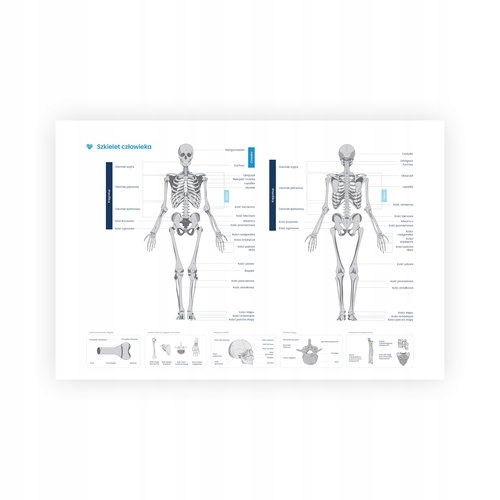 Plakat szkielet człowieka format A2