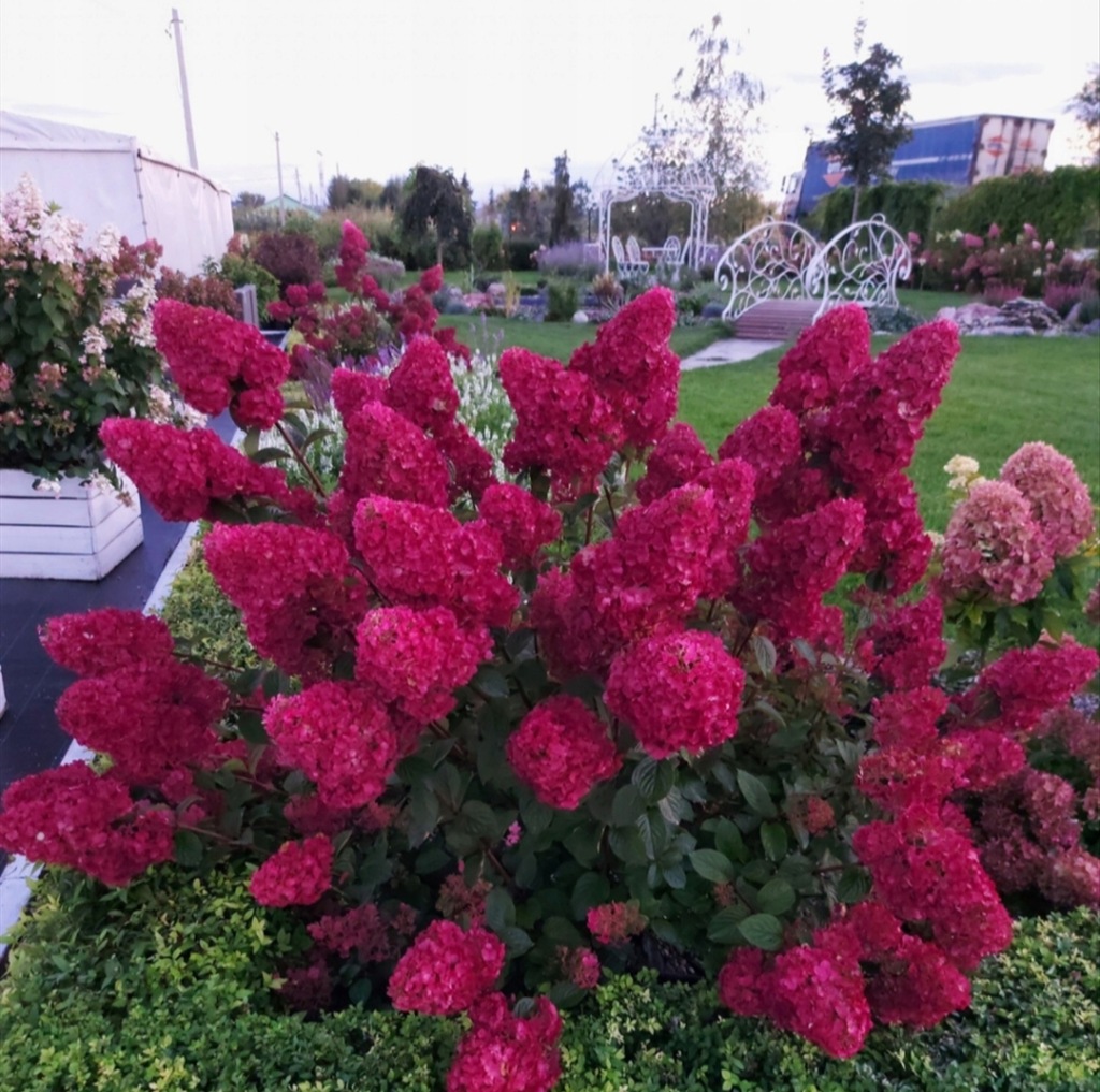 Hortensja ,,Melba Fraise&amp;quot; KRÓLOWA CZERWIENI - 13909532307 - oficjalne ...