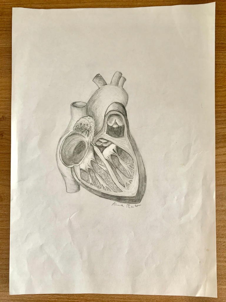 Serce na papierze od asystentki anatomii