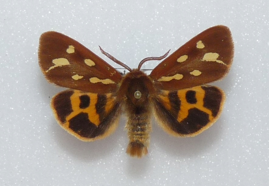 Motyl Arctia aulica samiec.