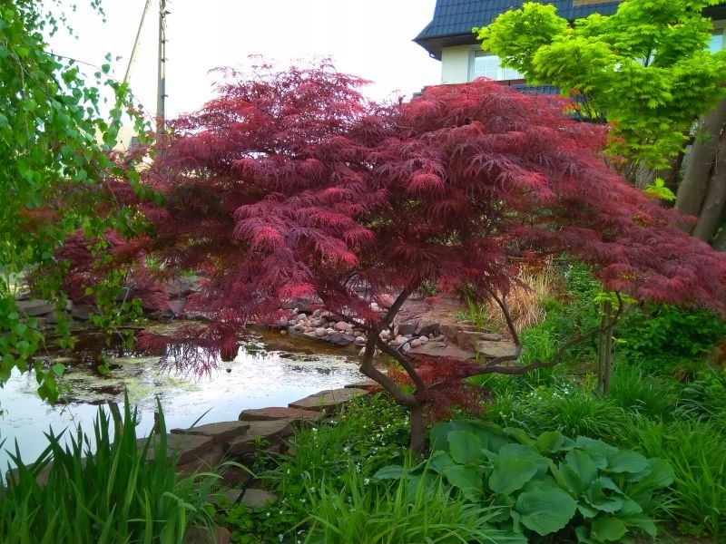 Klon palmowy Acer palmatum Garnet nowość